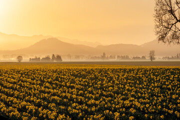Dramatic Sunrise Over the Daffodil Fields of the Skagit Valley, Washington. Daffodils are one of the first flowers of spring and are enhanced by the warm golden light from a beautiful sunrise.