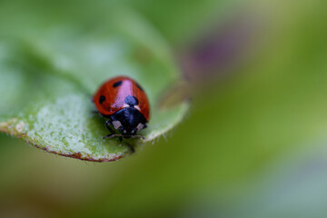 ladybug on a blade of grass, macro photography, copy space
