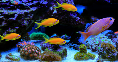 Fototapeta na wymiar Group of Anthias fishes family in coral reef aquarium tank