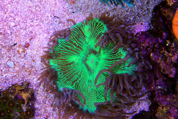 Blue tip Elegance LPS coral - Catalaphyllia Jardinei
