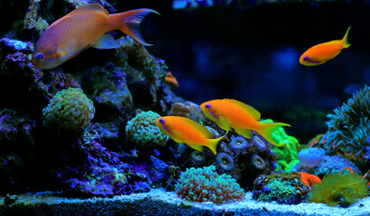 Gruppe von Anthias fischt Familie im Aquariumbecken des Korallenriffs