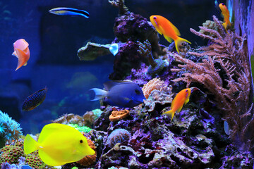 Fototapeta na wymiar Beautiful symbiosis of group of fishes in coral reef aquarium tank