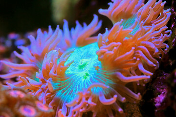 Fototapeta na wymiar Blue tip Elegance LPS coral - Catalaphyllia Jardinei
