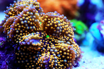Ricordea sp. amazing mushroom soft coral