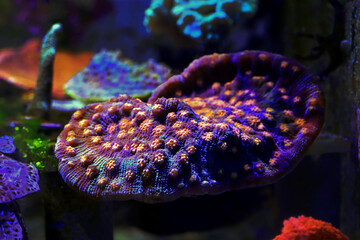 Amazing photography on Chalice large polyps stony coral - obrazy, fototapety, plakaty