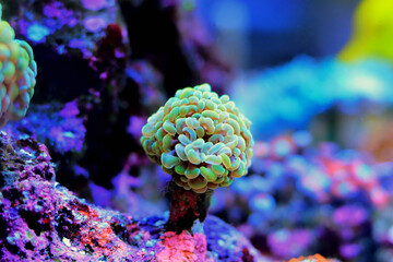 Euphyllia cristata - Grape shaped large stony coral