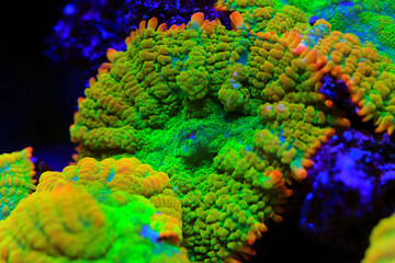Sun-stone rare and expensive Rhodactis soft mushroom coral