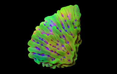 Open polyps on Montipora SPS coral