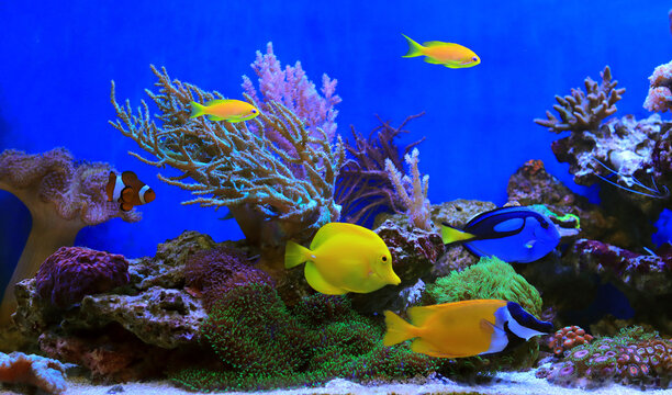 Beautiful symbiosis of group of fishes in coral reef aquarium tank