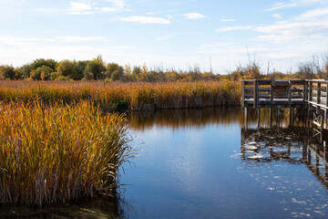 Obraz premium marsh lake in autumn with fall colours and wooden boardwalk