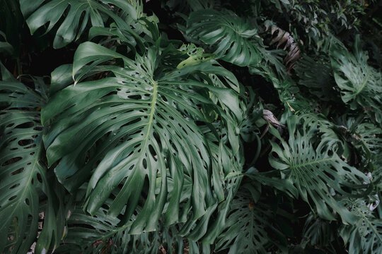 Monstera