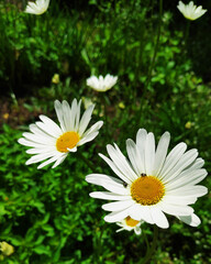 Dwie białe stokrotki. Na jednej siedzą dwa małe robaki. © Robert