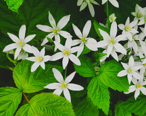 Białe kwiaty w pośród zielonych liści