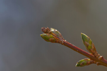 close up of a sprout of a blueberry