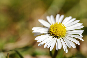 Fototapeta premium close up of a blooming daisy flower