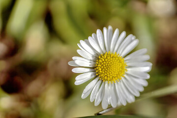 Fototapeta premium close up of a blooming daisy flower