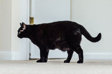 black cat body from the side 