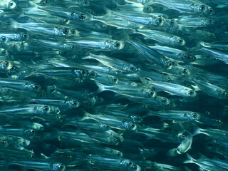 fish school silverside underwater atherina close up behaviour scenery