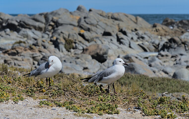 Möwen im West Coast National Park
