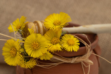 A Bottle of Honey with the flower Coltsfoot medicinal. Tussilago farfara