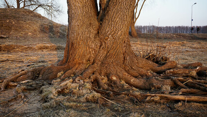 Tree root system