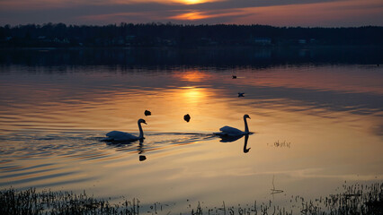 two swans at sunset