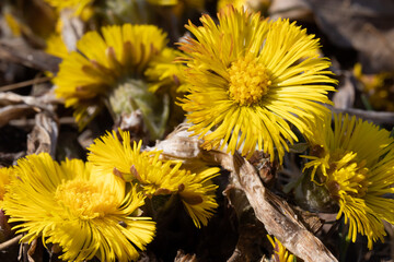 Coltsfoot medicinal. Yellow spring flowerTussilago farfara