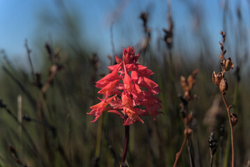 Blume auf dem Tafelberg Kapstadt