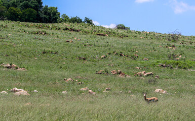 Springbok, Pilanesberg National Park