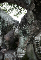 This hackberry is a very old tree.
