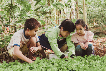 Asian grandmother and grandchildren gardening ,homegrown vegetables farm, Montessori homeschooling,...