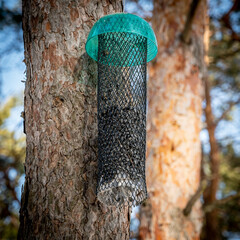 Do-it-yourself feeder in the winter forest
