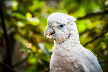 Tenerife parrot