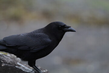 crow on the ground