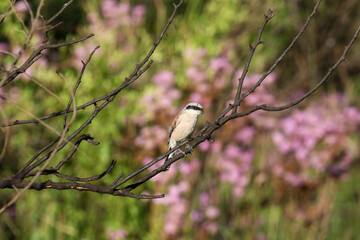 Red-backed Shrike, South Africa