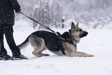 Obedient East European Shepherd dog posing outdoors lying down on a snow near its owner's legs in winter wearing a collar and a harness