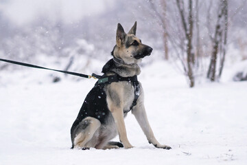 Obedient East European Shepherd dog posing outdoors sitting on a snow in winter wearing a collar...