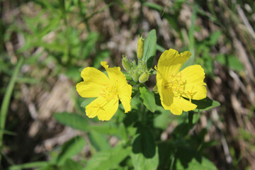 Closeup of two prairie sundrop blooms in bright sun at Somme Prairie Nature Preserve in Northbrook, Illinois