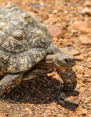 Leopard Tortoise, Pilanesberg National Park