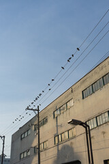 Fototapeta na wymiar 街の鳩