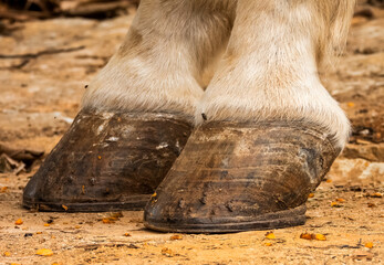 white horse hooves, coronet and fetlock