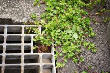 雑草・ツタバウンラン・足元・マクロ・花・側溝