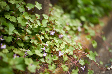雑草・ツタバウンラン・足元・マクロ・花