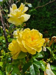 Yellow rose