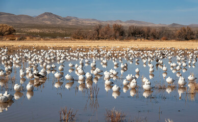 Snow Geese Migration