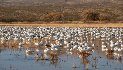 Snow Geese Migration