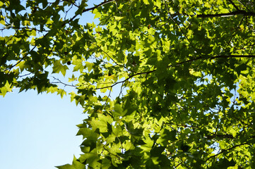 Ground view of green Platanus leaves under the sunlight  and blue sky in the summer.