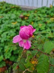 Raindrops on flowers
