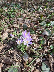 Spring