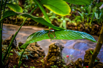 butterfly Tenerife
